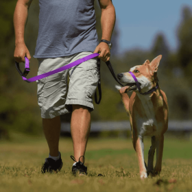 Canny Collar (Color: Purple, size: 17"-19" - Size 5)