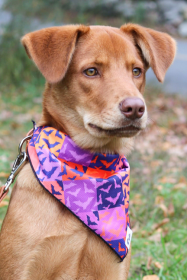 Spooky Bat Squares Dog Bandana (size: S/M - 18in x 10in)