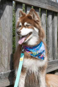 Sea Turtle Swim Dog Bandana (size: S/M - 18in x 10in)