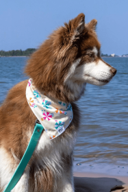 Sun & Shade Dog Bandana (size: S/M - 18in x 10in)