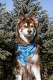 Siberian Spruce Dog Bandana (size: M/L - 27in x 13in)