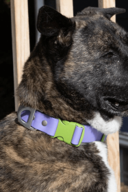 Lavender Garden Waterproof Dog Collar (size: 17 - 20 inch)